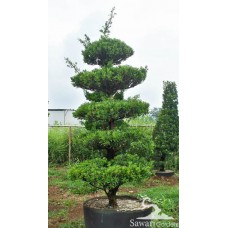 Lohansung (Podocarpus sp)